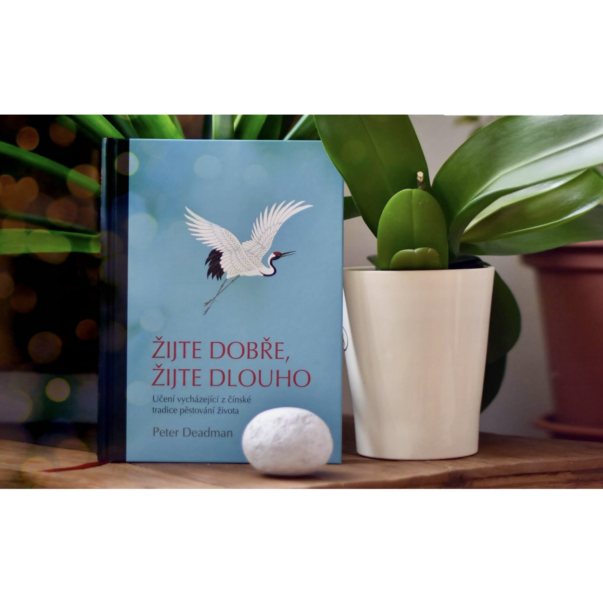 MycoMedica Žite dobre, žite dlho | Peter Deadman | kniha