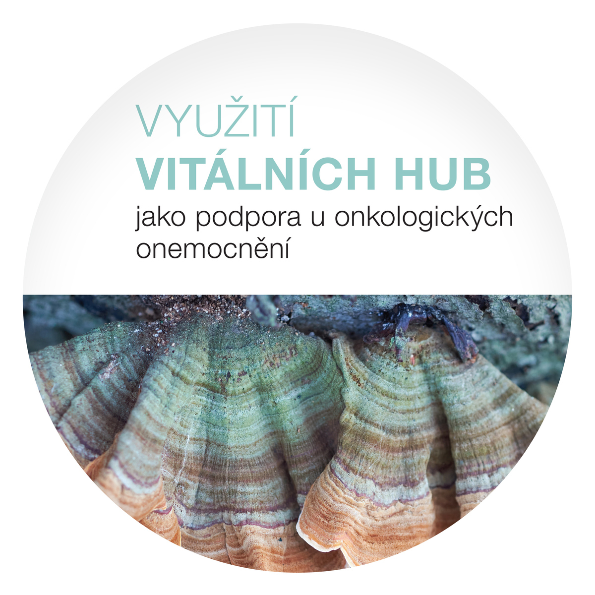 MycoMedica Využitie vitálnych húb ako podpora pri onkologických ochoreniach | Milan Schirlo | kniha
