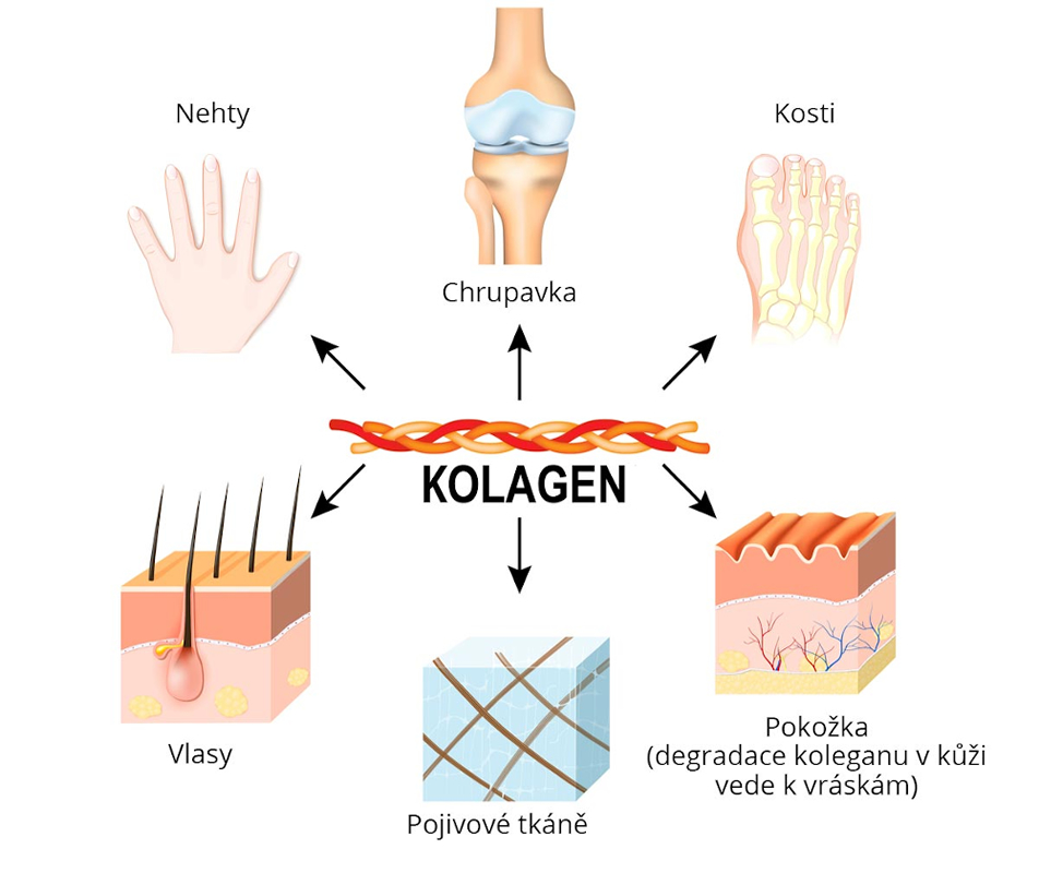 Nature's Sunshine® Kolagen ❤ VEMsiHO.cz ❤ CHRÁNĚNÁ DÍLNA Kolagen Nature's Sunshine® USA ❤ VEMsiHO.cz ❤ CHRÁNĚNÁ DÍLNA