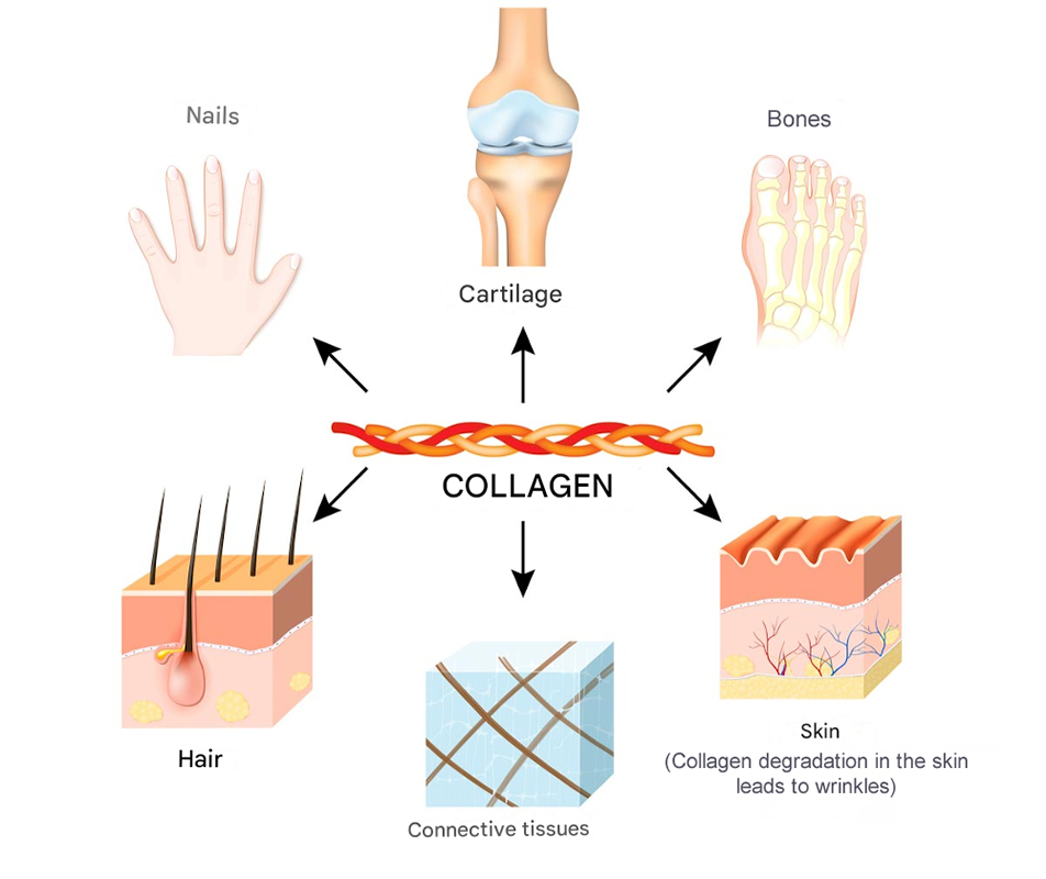 Collagen Nature's Sunshine® USA ❤ VEMsiHO.cz ❤SHELTERED WORKSHOP